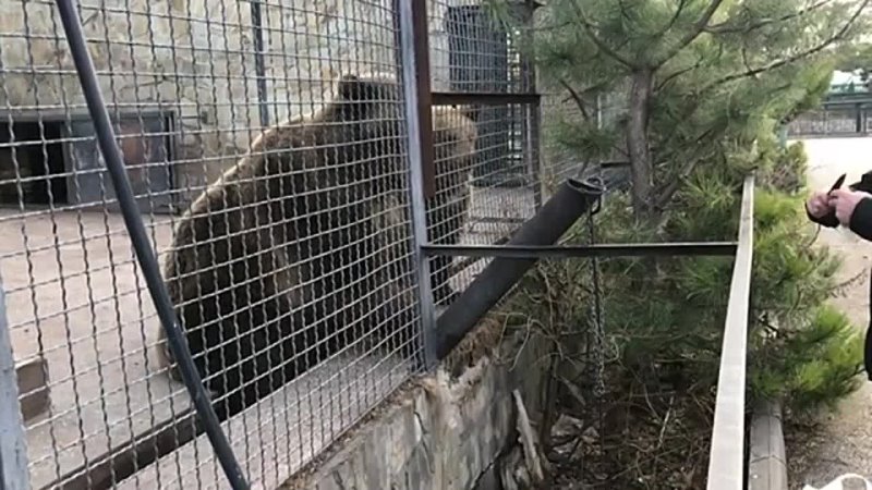 Медведи Нюра и Настя и их шумные соседи Тайган. Bears and their noisy