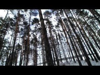 Дмитрий Гаврилкин - Курю Сигареты Marllboro Gold В Лесу Весной - 2024