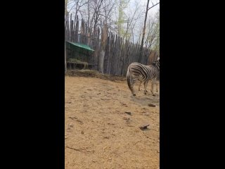 В приморском зоопарке Садгород во Владивостоке на свет появился малыш зебры