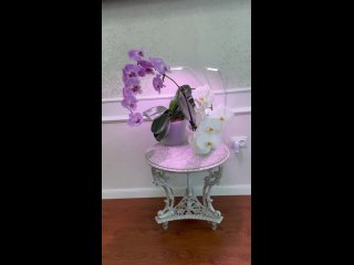 Видео от Орхидеи Продажа Липецк
