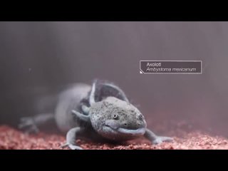The Axolotl Salamander Doesnt Wanna Grow Up _ Deep Look