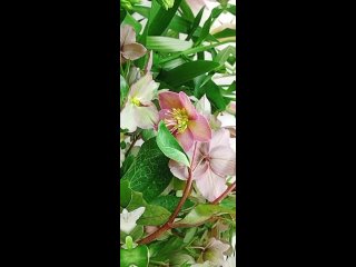 Video từ Магазин цветов ’Дикая роза“ в Агалатово