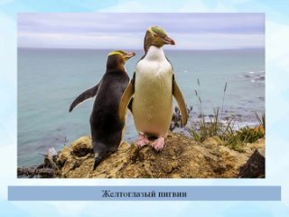 Удивительный мир пингвинов