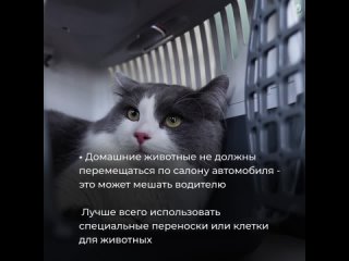 Перевозка животных