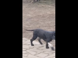 Видео от Взять собаку из приюта