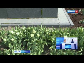 Розы, тюльпаны, сакура и другие: какие растения украсят улицы Хабаровска в этом году