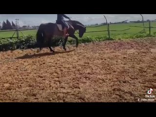 Spanish Horses PRE