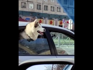 Успевает насладиться теплом в Питере и вот такой милый пассажир