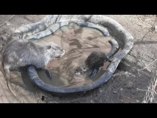 Видео от Зооферма “Приют Белоснежки“