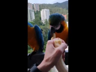 Таких красивых птичек я бы с удовольствием кормила каждый день у себя на балконе.