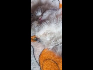 Видео от Шотландские котята питомника “FREYA“, Омск