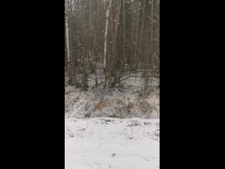 Видео от Питомник “Хаски в Карелии. Белая Руна“