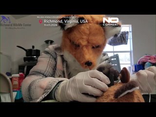 Сотрудники центра дикой природы наряжаются в маму-лисицу, чтобы спасти брошенног