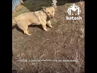 Уфимцы приехали освобождать собак из концлагеря питомника в Буздякском районе