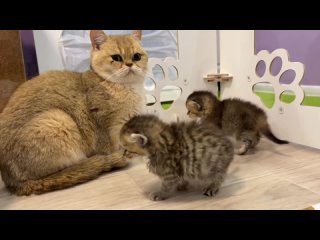 Kitten Kiki meows loudly and seeks care from the foster mother cat