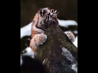 Амурский тигрёнок