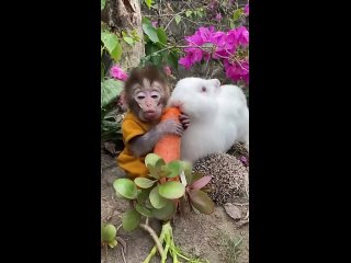 Какая милая компания, едят дружненько, не ссорятся. Чудесные зверушки! (видео)