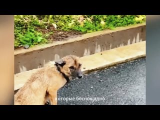 Ответственность за собаку с парализованными лапами, бегущую под дождем