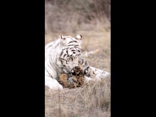 Белая тигрица с тиграми.mp4