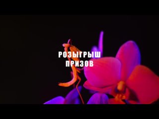 Розыгрыш богомола