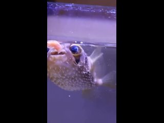 Рыбка ест вкусненькое