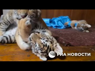В зоопарке Мариуполя впервые показали троих тигрят, которые родились в феврале