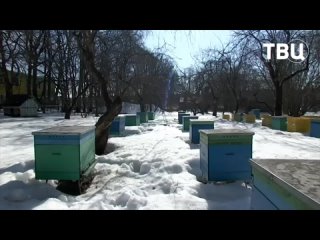 🐝 В Измайлове солнце разбудило местных пчёл.