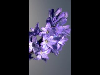 Питательный цветочный крем для тела Spring Flowers