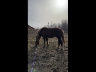 Видео от Фотосессии с лошадьми СПБ