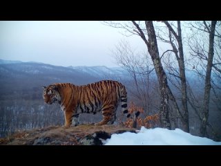 🐅Шикарный тигр прошелся перед камерой в Приморье 

Амурский тигр решил важной походкой пройтись по своим владениям.