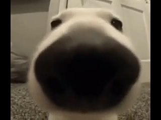 Собака нюхает камеру