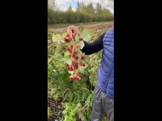 Video by Я садовод l Дача, сад, огород l Подпишись