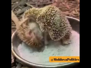 Раскладываем аккуратно все свои колючки 🦔 и ложимся спать