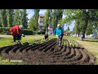 В Лисках в городские клумбы начали высаживать цветы