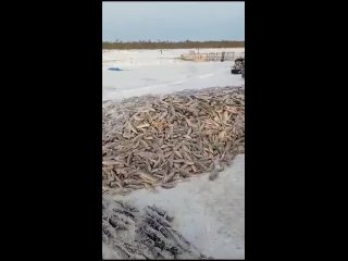 Рыбнадзор в ХМАО ищет мужчин, выловивших тонны рыбы. Её было так много, что рыбу грузили лопатами и вывозили в мешках
