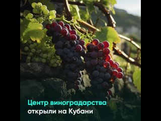 Центр виноградарства открыли на Кубани