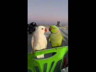 Попугайчики разговаривают