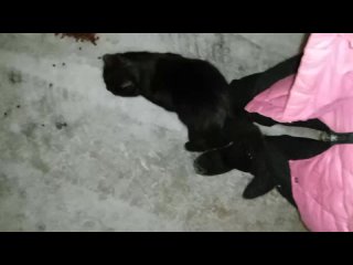Video by Без кота и жизнь не та