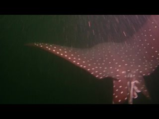 Eagle Rays on Mattaphon Wreck | Diving in Pattaya, Thailand