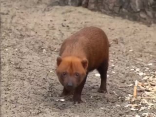 Видео от Ревизорро Новосибирск