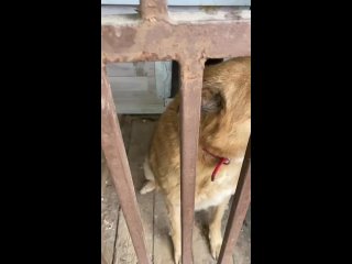 Видео от СЕВЕРНЫЕ ВОЛКИ помощь животным
