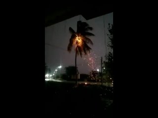 Пальма после удара молнии.