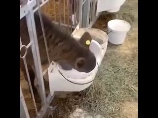 Теленок пьет молоко из ведро погрузив в него всю голову, смешное видео