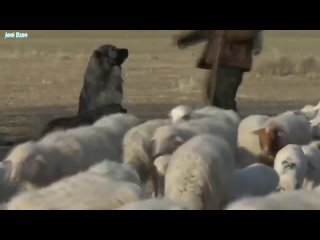 Кавказская овчарка против волка