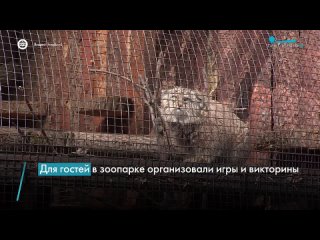 День манула отмечают сегодня в Ленинградском зоопарке. Примерно год назад там впервые за 16 лет родился котенок по имени Шу