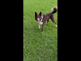 Видео от Labra_border_dogs