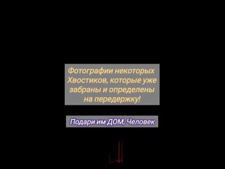 Кошачий Освенцим или Живые Души полумёртвых тел.mp4