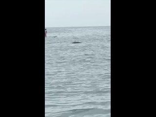 И снова мертвый дельфин, на этот раз на пляже в Дагомысе.