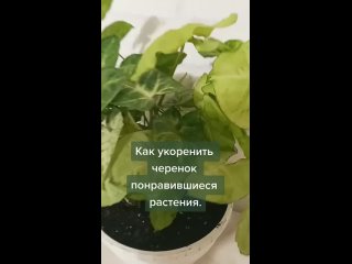 Как укоренить черенок растения