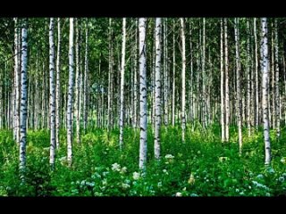 Красивое видео о русском лесе!